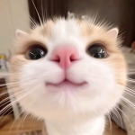 오름대제국