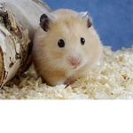 Hamster Club!
