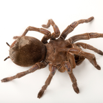 SPIDERS UNITED epic