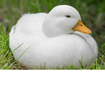 C. Duck Towing