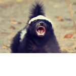 Honey badger united