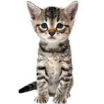 Cute cool cats