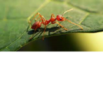 Fire Ants Empire From Flame