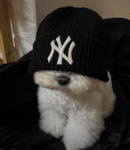 doggy dawg club