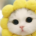 Cute Cat Gr0up
