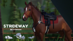 Gingers Horse riding club in strideway