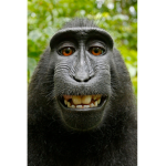 The military monkey association