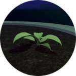 A Sprout