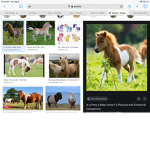 Pony club fans