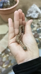 Banana ball python group