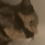 Join if you like cats THEY ARE THE BEST!
