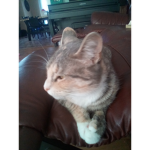 Chat mignon