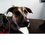 El perro mas perro we