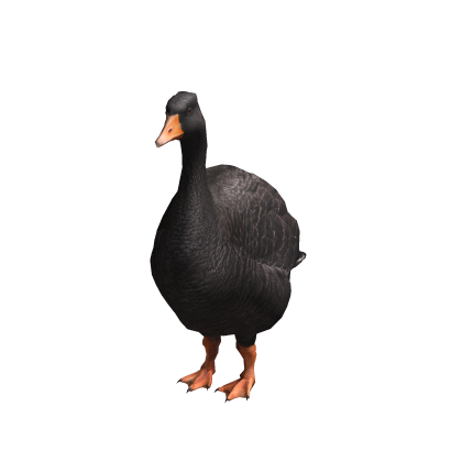 Black goose