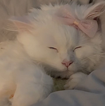 《-Lilly's Cats-》