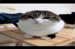 cinnamonnbun