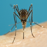 Mosquito haters