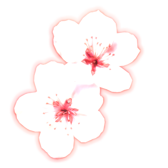 glowing  さくら emissive cherry blossom pink flower