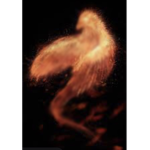 The Phoenix Rose group