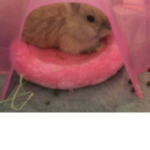 Just Animals!!!!!!!!