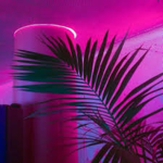 Ｐｕｒｐｌｅ Ｎｉｇｈｔ Ｖｉｂｅｚ