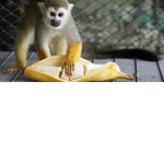 ANTI-BANANA