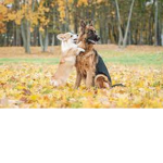Dog are cute yes