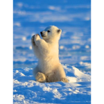 save the polar bears :D