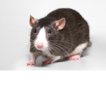 THE RATS!