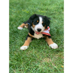 The PUPPY roblox group