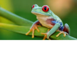 beautiful froggys
