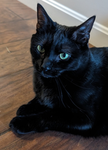 Raven the Cat