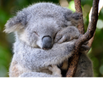 The best Koala fan group