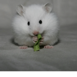 The hammy fam!