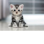 roblox kittens
