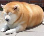 super doge group!