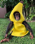 The MONKE & BANANA Group