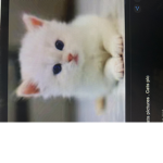 The Best Cat Fan Group
