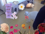 Vie de chat