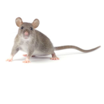 Rodents approved rodents