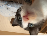 C.I.A. For kittens