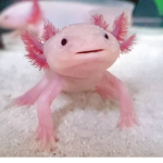 team axo-lotl