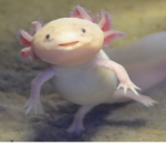 Rat army earth