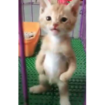 Micheal cat