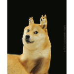 Doge fam club