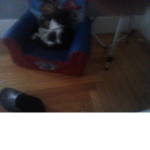 CAT SD