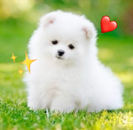 Puppy Likers <3