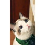 Meow Cute Cat Crew