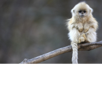 Monkeh group :D