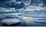 ArcticPredators